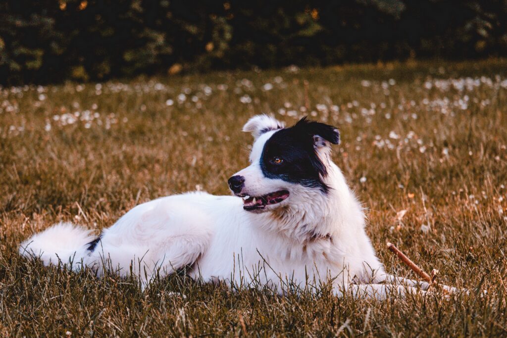 Top 5 Things New Dog Owners Should Know